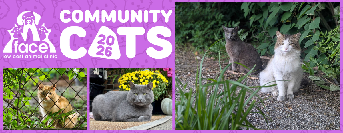 Community Cat Calendar 2026
